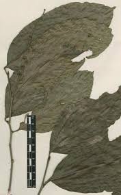 Image result for Necepsia castaneifolia