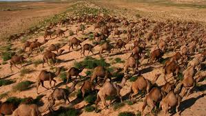 Camels are not native to the australian continent as they were introduced by british settlers in the 19th century in order to help explore the country's vast desert regions. Voracious And Plentiful Feral Camels Remain A Major Threat To Australian Outback The Pew Charitable Trusts