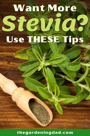 10 Simple Tips How To Grow Stevia The Gardening Dad Growing Stevia Organic Gardening Tips Stevia