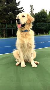 sportif orta boy kopek golden retriever retriever animals