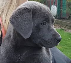 3 akc yellow labrador puppies looking for a home and a hunting friend. Labradorzucht Silber Charcoal Champagner Of Silver Pearls