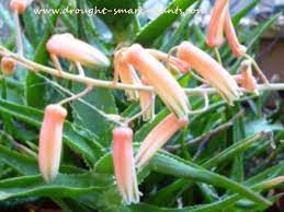 Hybrid names like red devil. Aloe Plants Quirky Spiky Splashed And Speckled