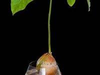 Schneeheide Winterheide Pflege Im Balkonkasten Winterheide Schneeheide Pflanzen