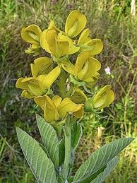 Image result for Crotalaria damarensis