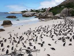 On 28 june 2021, south africa moved to alert level 4 of its coronavirus response. Pinguins Spotten In Zuid Afrika Dit Is Waar Je Moet Zijn Chital Travels