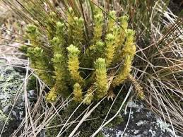 Image result for Huperzia afromontana