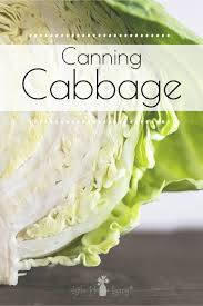Canning Cabbage How To Make Your Own Sauerkraut