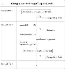 Ecological Efficiency Wikipedia