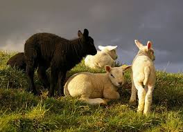Black And White Sheep Picture Black And White Lambs Explore 415 Animals Lamb Black Sheep Of The Family