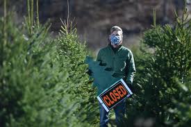 Is part of the popular christmas tree shops andthat! Cape Cod Christmas Tree Farms Impacted By Covid 19 And Drought