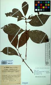 Image result for Vernonia agrianthoides