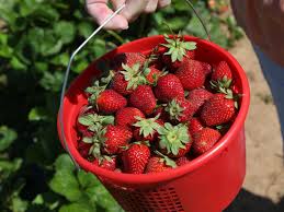 Joe's Farm offers full-time strawberry picking; farmers expecting bumper  berry crops for you-pick-it seasons | Lifestyles | tulsaworld.com