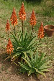 Image result for Aloe arborescens