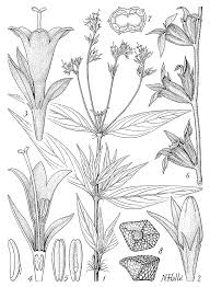 Image result for Otomeria