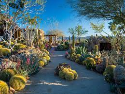 A wide variety of cactus plants succulent options are available to you Ltnc8itbf 1jlm