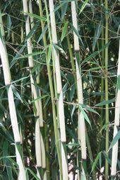 bandus bamboe experts in bamboe en winterhard exotische planten planten tuin waterlelie