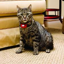 If your dog or cat is. Microlite Computer Collar Invisible Fence Lightweight Dog Collar