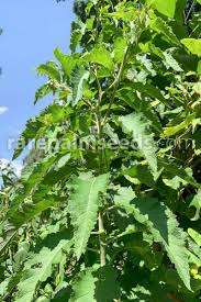 Image result for Vernonia lasiopus