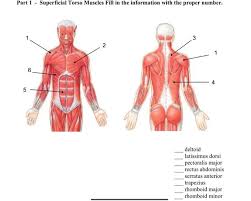 Jul 16, 2019 · the muscles of the chest and upper back occupy the thoracic region of the body inferior to the neck and superior to the abdominal region and include the muscles of the shoulders. Part 1 Superficial Torso Muscles Fill In The Chegg Com