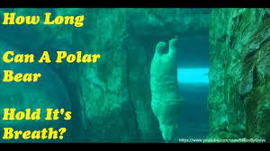 So, averaging it out, some say that a polar bear can hold its breath underwater for around 2 minutes or so. How Long Can A Polar Bear Hold Its Breath