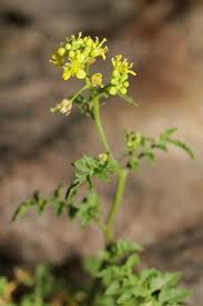 Image result for Rorippa