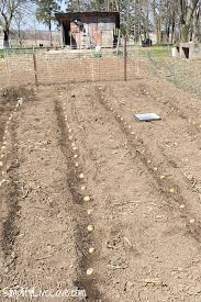 As anyone who's kept potatoes too long knows,. Tips For Growing Potatoes No Dig Potatoes Planting To Harvest