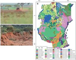 Image result for Cassipourea ruwensorensis