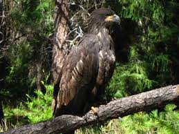 Boasting an amazing eight species of hawks commonly within the state, it is always possible to find at least one to watch in the right areas. Hawk Identification Pictures And Id Tips Green Nature