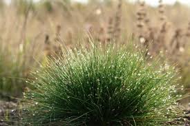 Image result for Festuca