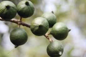 Fruit and nut trees for your garden. Macadamia Nut Trees Learn About Growing Macadamia Nuts