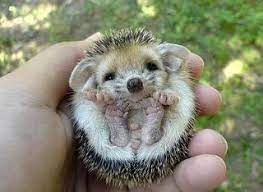 Baby Porcupineeeeeeee Cute Animals Cute Little Animals Top 10 Cutest Animals