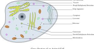 These cells tend to be larger than the cells of bacteria, and have developed. Cbse Papers Questions Answers Mcq Cbse Class 8 Ch8 Science Cell Structure And Functions Mcqs