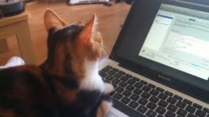 11/22/2017: Right On Crime- Mike Haridopolos; Cybersecurity; Aaron Brask