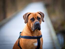 burbul foto fermerskij pes uspeshno obzhivayushij gorodskie prostory smotri bolshe http kot pes com burbul foto fermerskij pes uspeshno obzhivay sobaki gorod