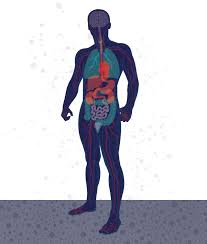 Which body system is responsible for bringing oxygen into the body? We Thought It Was Just A Respiratory Virus Uc San Francisco
