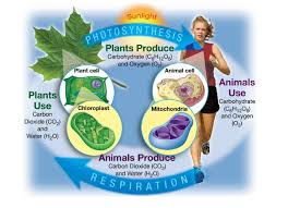 Cellular Processes Photosynthesis And Cellular Respiration Photosynthesis Chloroplast Photosynthesis And Cellular Respiration Biology Class 6th Grade Science