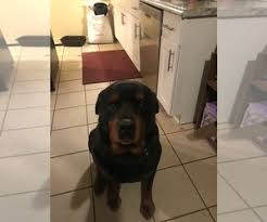 Rivertown rottweilers is where we produce astonishing european/german puppies with incredible drive and temperament for confirmation, working as well as the perfect pet. View Ad Rottweiler Litter Of Puppies For Sale Near Michigan Wayne Usa Adn 194791