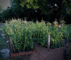 That being said, the tomato plants might produce more in the long run. How To Fix Those Missing Corn Kernels Rancho Incognito
