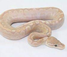 Coral Glow Banana Bamboo Het Pied Ball Python Ball Python Pythons For Sale Python