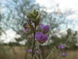 Image result for Neorautanenia mitis