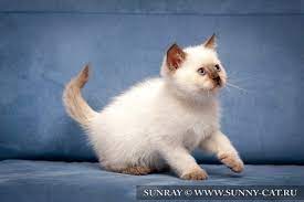 Bri B 33 Chocolate Pointed Color Of British Cats Ringvil Snow Sunray Superfold British Shorthair Cats Cats And Kittens