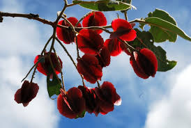 Image result for Combretum psidioides