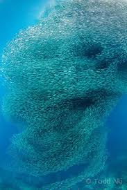Corkscrew Sea And Ocean Sea Animals Sea Creatures