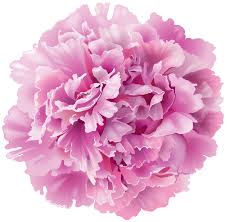 Pink Carnation Clip Art Freeuse Beautiful Flowers Photography Digital Flowers Pink Carnations