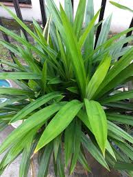 Untuk menyediakan tanaman pangan dalam jumlah yang cukup diperlukan petani yang tanaman ini tahan terhadap serangan hama dan penyakit yang sering menyerang tanaman. Tip Tanam Pokok Pandan Tanpa Tanah Cuma Rendam Dalam Air Tetap Elok Subur Vanilla Kismis