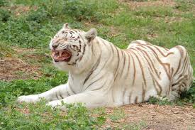 ✓ free for commercial use ✓ high quality images. The White Tiger Fraud Big Cat Rescue