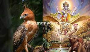 Terkeren 26 Gambar Burung Garuda Asli Burung Elang Jawa Ini Sebenarnya Sangat Terkenal Di Indonesia Karena Burung Ini Mena Gambar Burung Burung Burung Sikatan