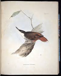 Charles darwin not only created the theory of evolution, but he apparently dabbled often in human biology and sexuality. 30 Charles Darwin Sketches Ideas Charles Darwin Darwin Scientific Illustration