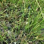 Image result for Cyperus laevigatus