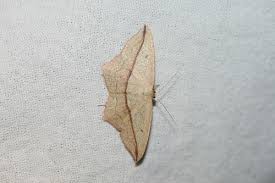 Image result for Timandra griseata